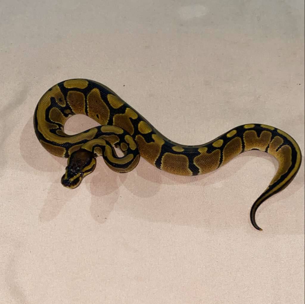 bp-normal-ph-lavender-pied-4GYZU6K0GO