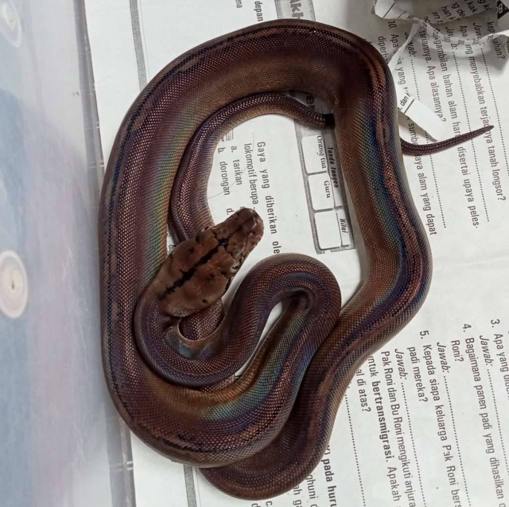 gold-child-sunfire-ph-albino-reduce-pattern--OXQ49DQNCL