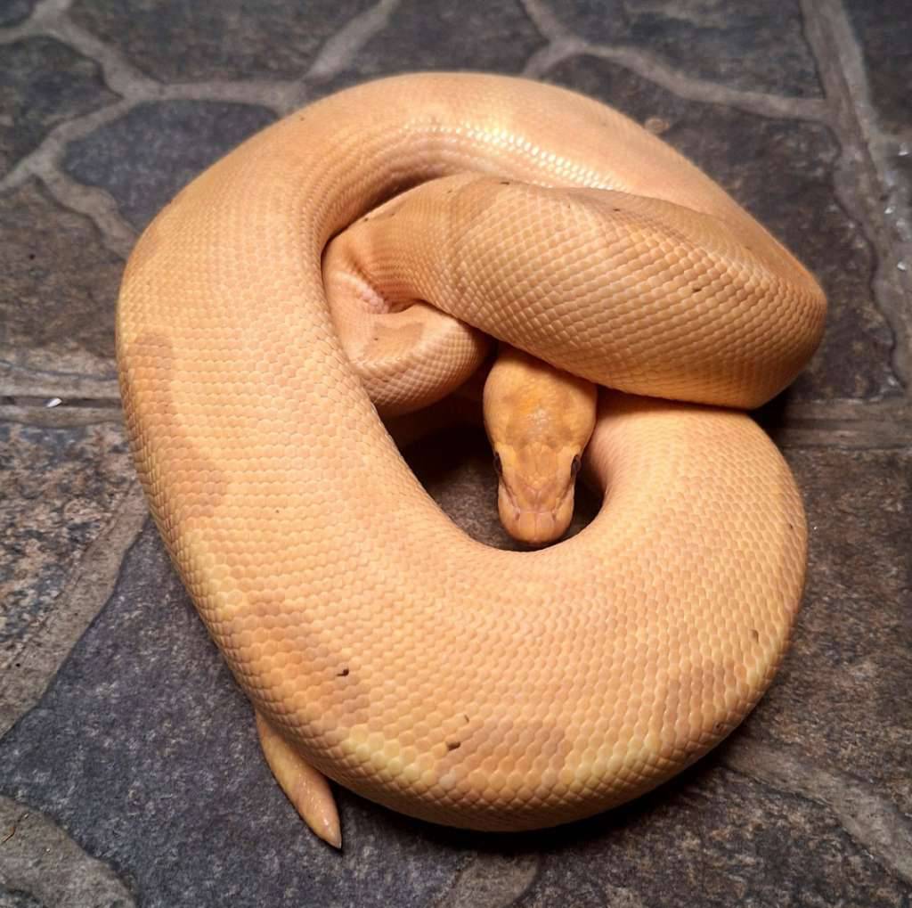 ball-python-banana-enchi-clown-poss-super-enchi-FIYSW3RH03