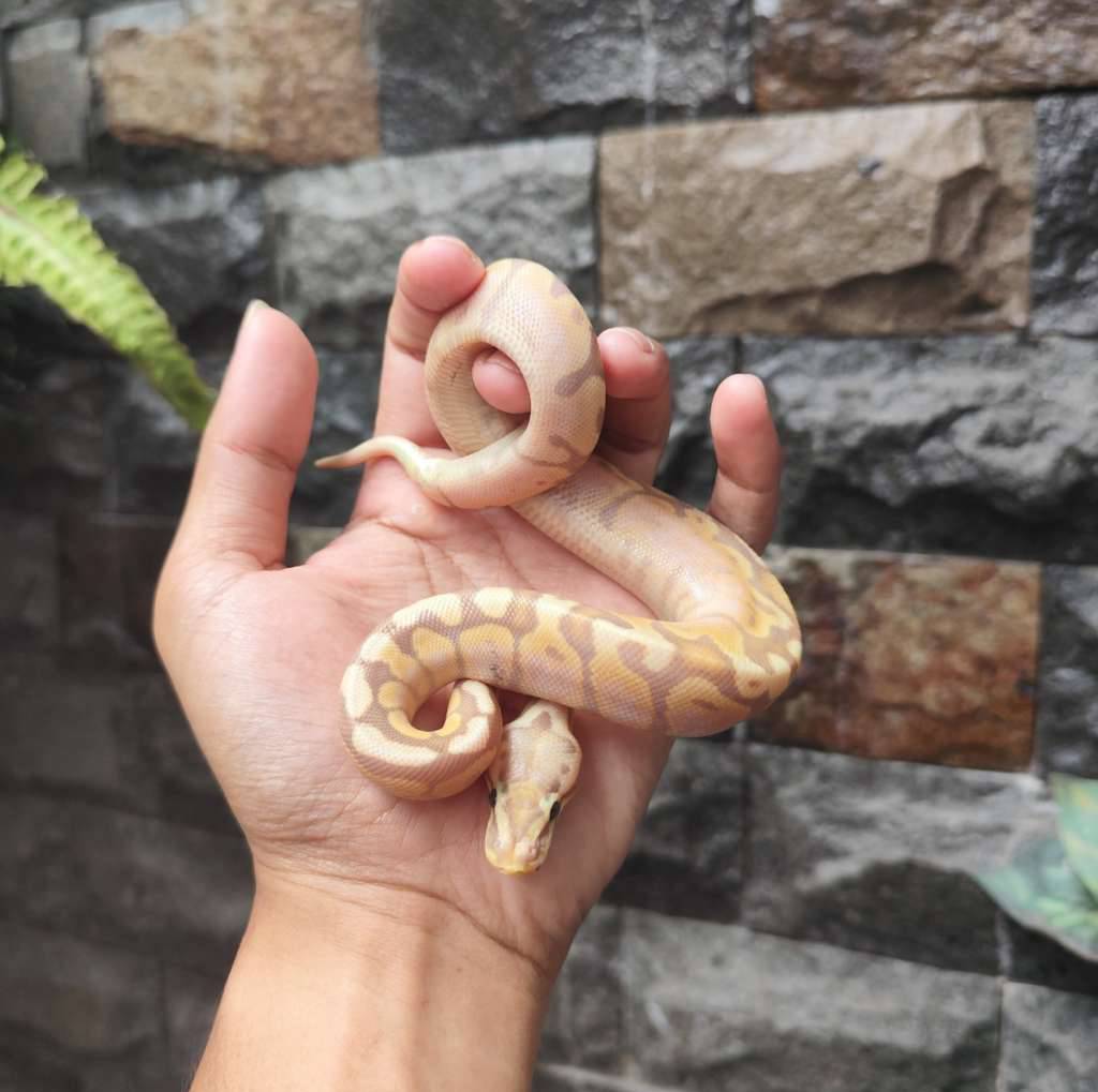 banana-pastel-fire-6QXW00B77Z