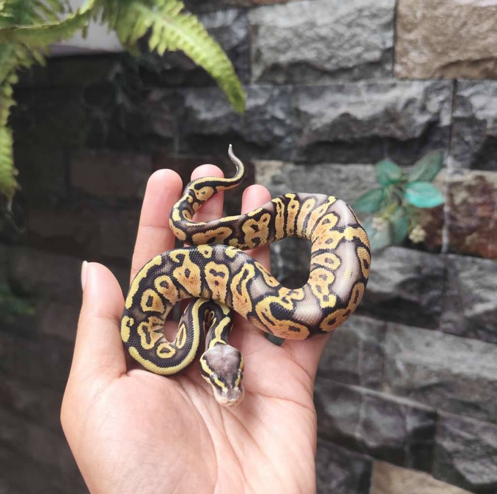 fire-pastel-OM086H9FTG