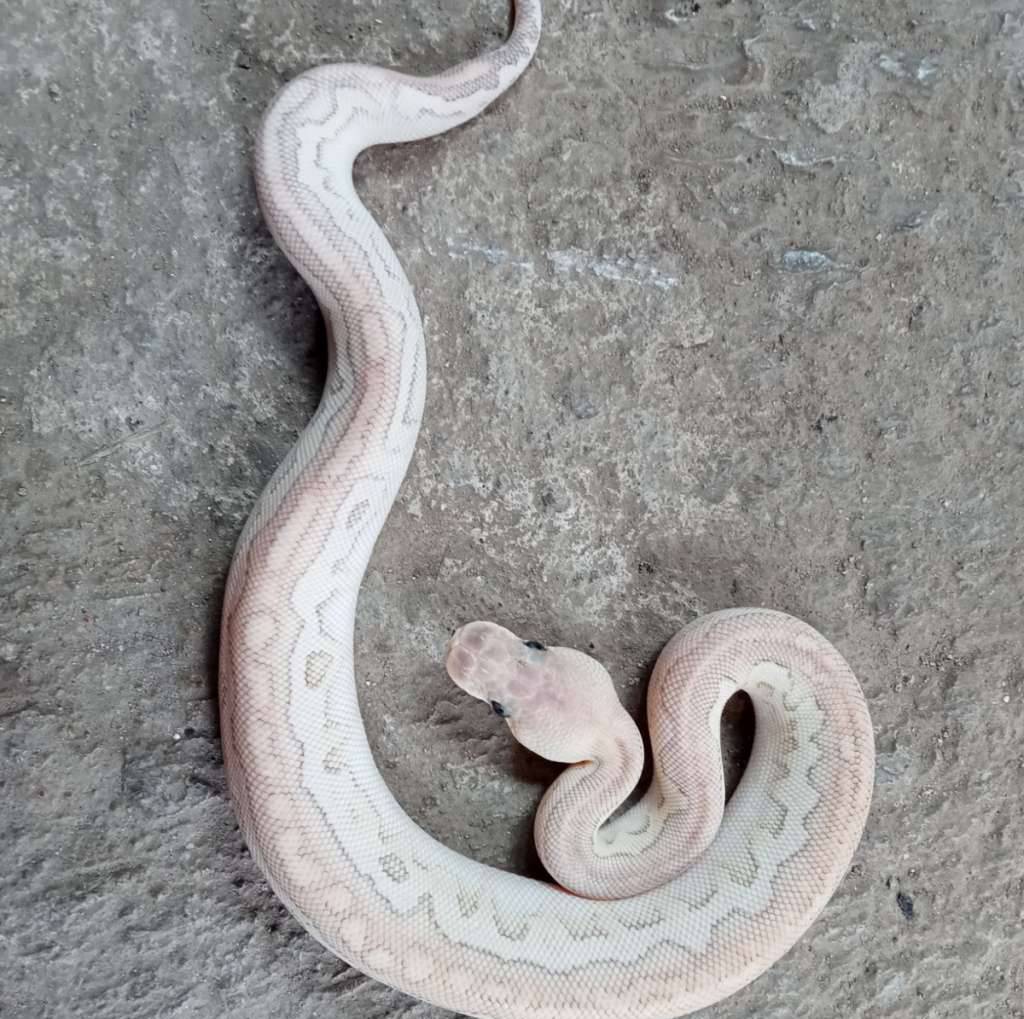 lesser-pastel-cinnamon-clown-poss-fire-VJJQFHNELF