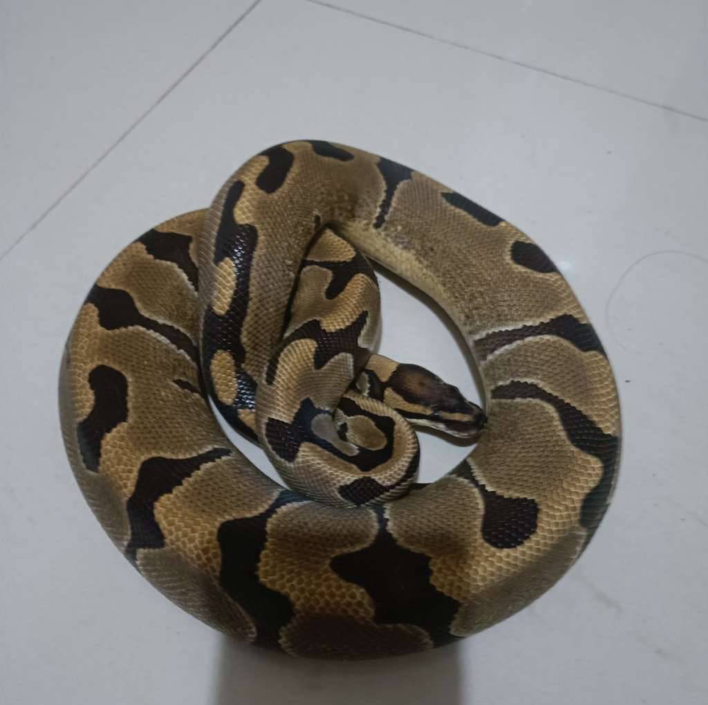 female-enchi-het-grailclown-lavender-OR0VGRS7JH
