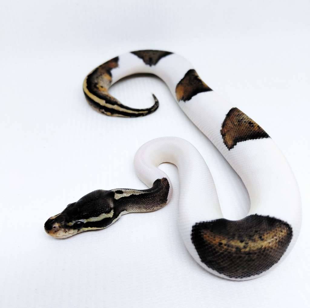 black-pewter-pied-ballpython-F1SNXV79SU