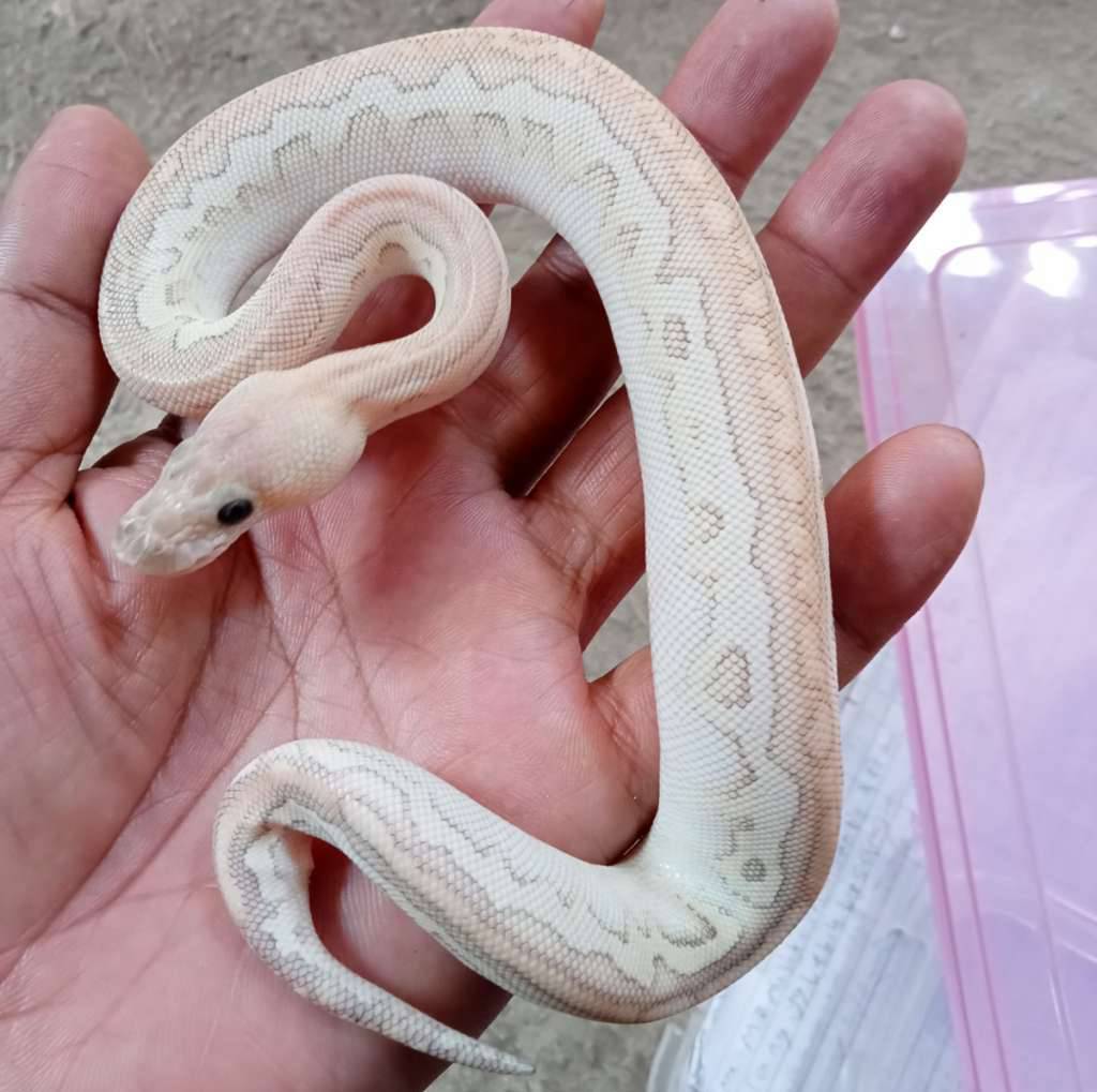 lesser-pastel-cinnamon-clown-poss-fire-SYLFZNU8I5