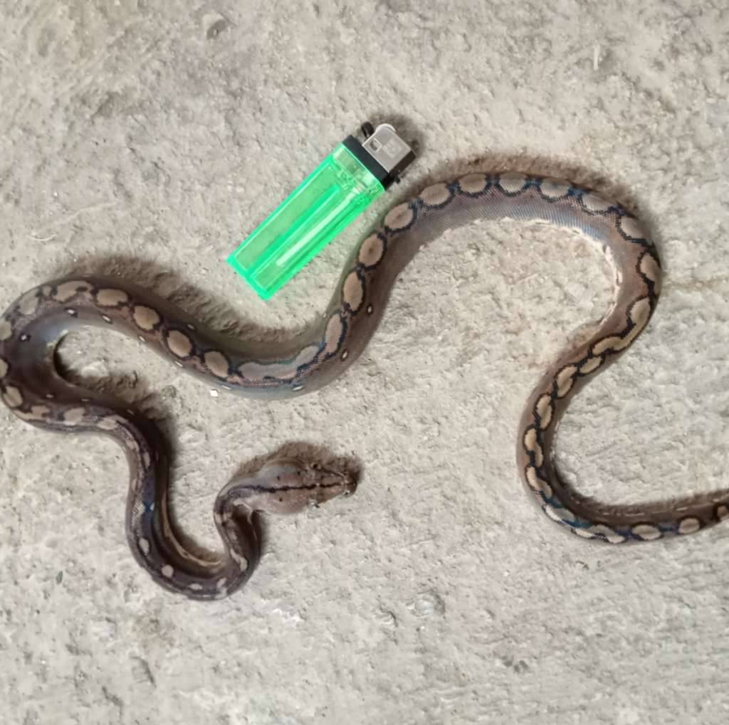 retik-motley-YRBBUSTFLA