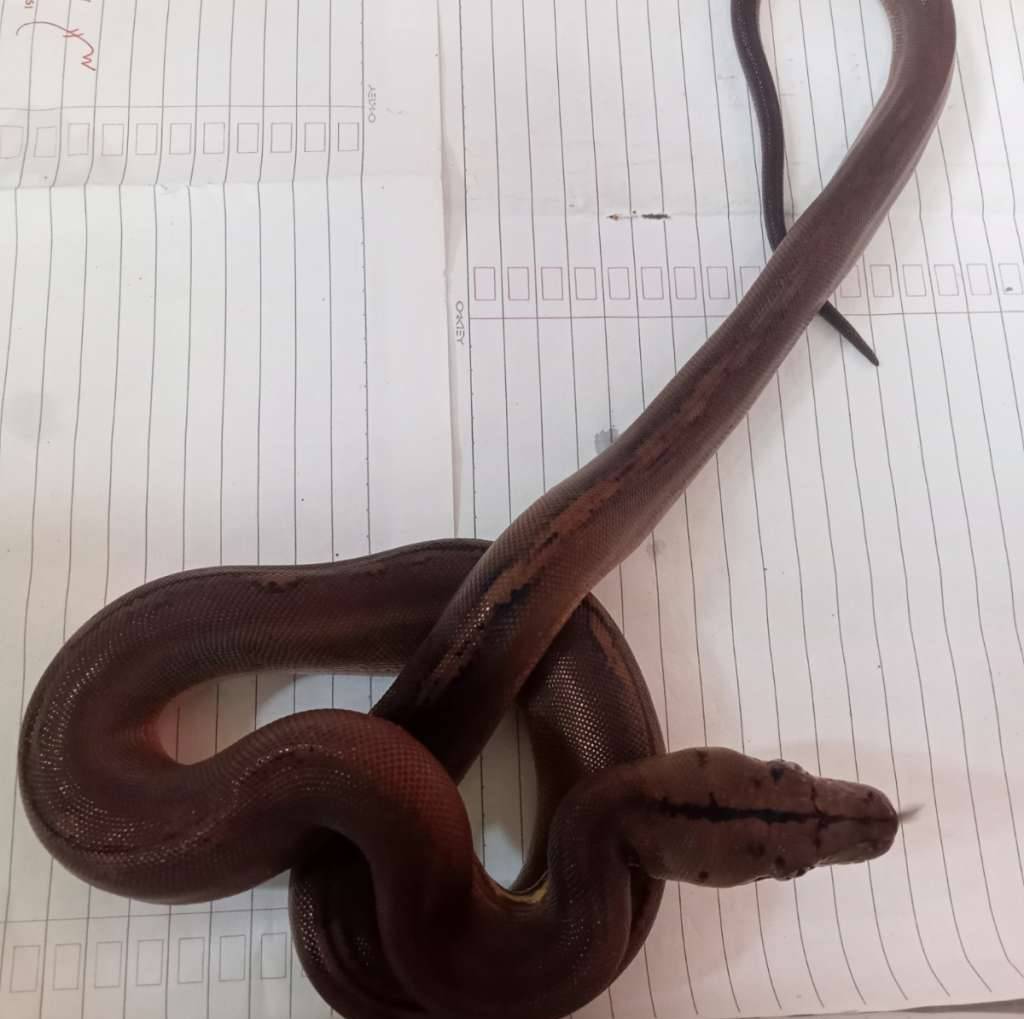 gold-child-sunfire-ph-albino-reduce-pattern-S6WCTT19OK