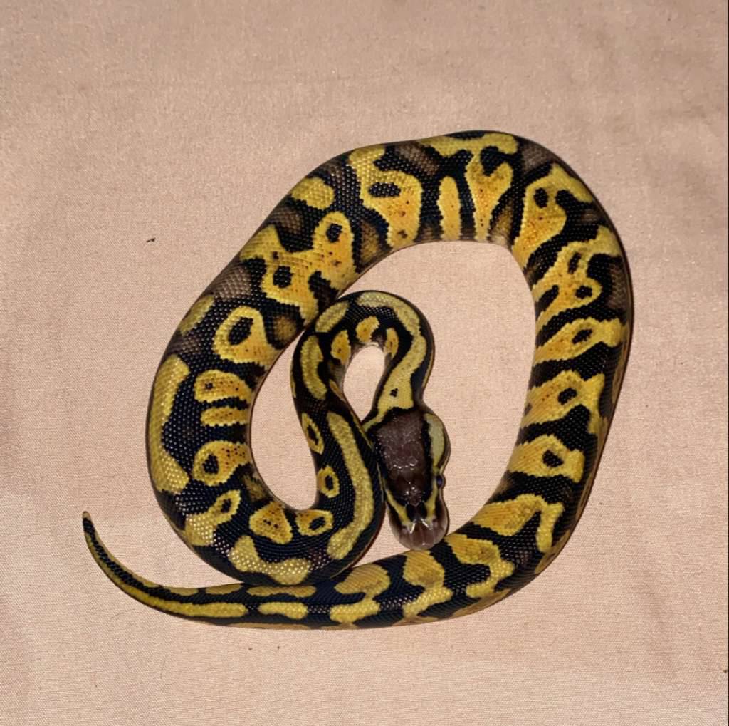 bp-pastel-ph-yb-clown-Y4YPK5SY99