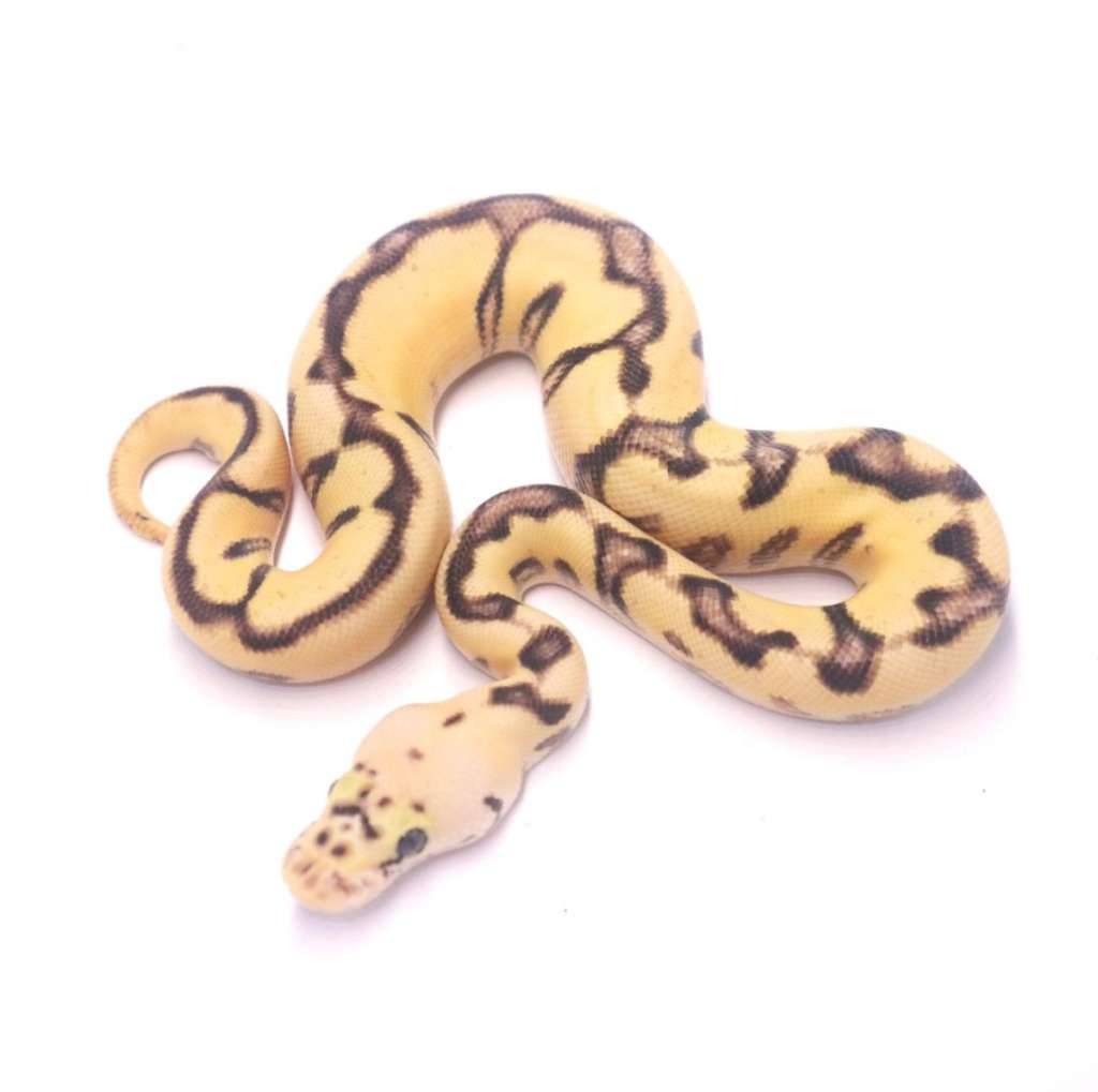 pastel-spotnose-enchi-yb-clown-het-desert-ghost-OKAA30F12D