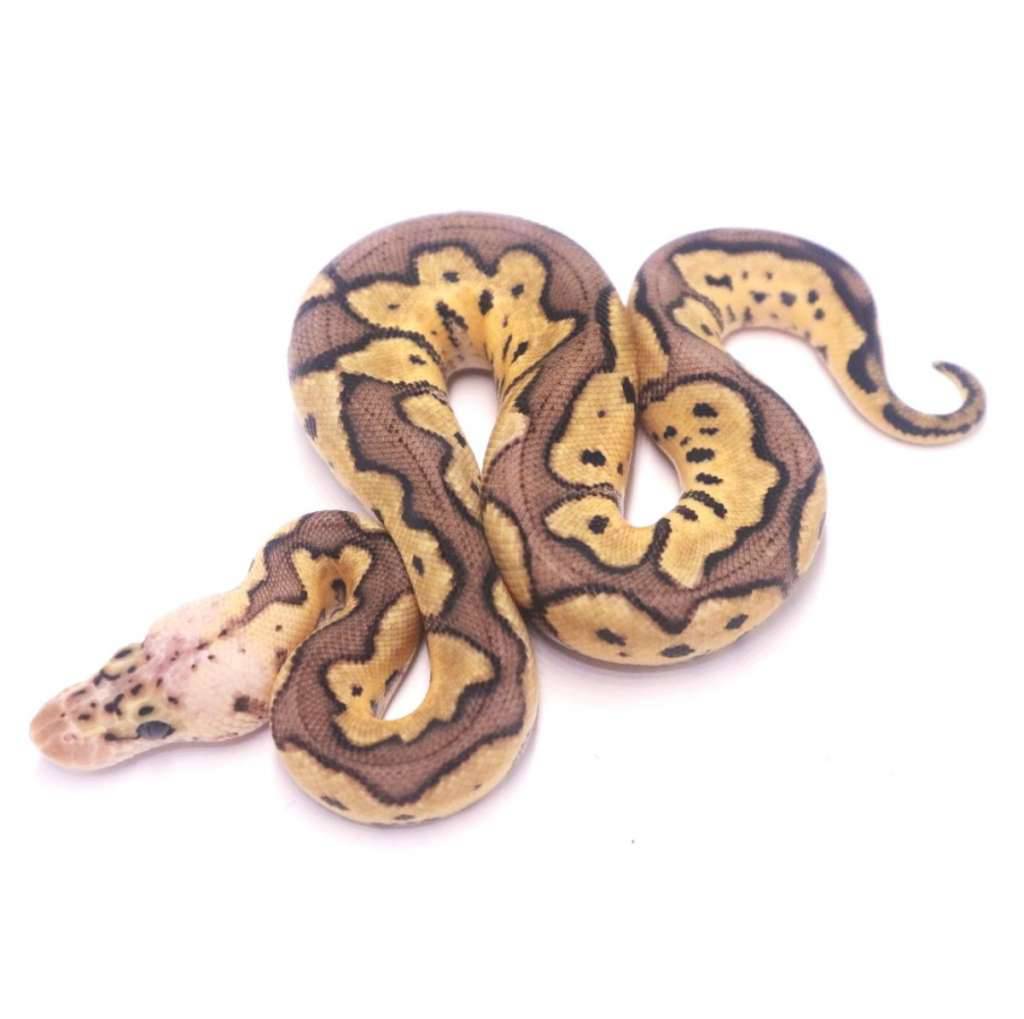 pastel-clown-het-desert-ghost-N8BQ35DJEQ