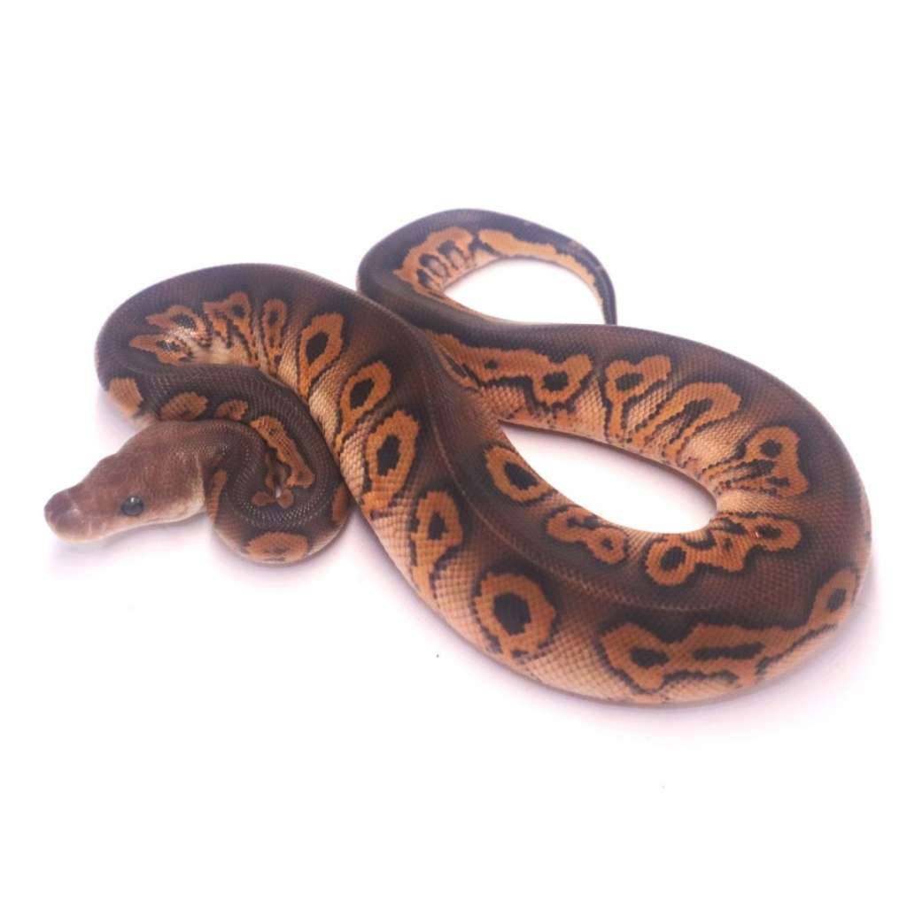 black-pastel-wookie-clown-3BM4AJ7IAC