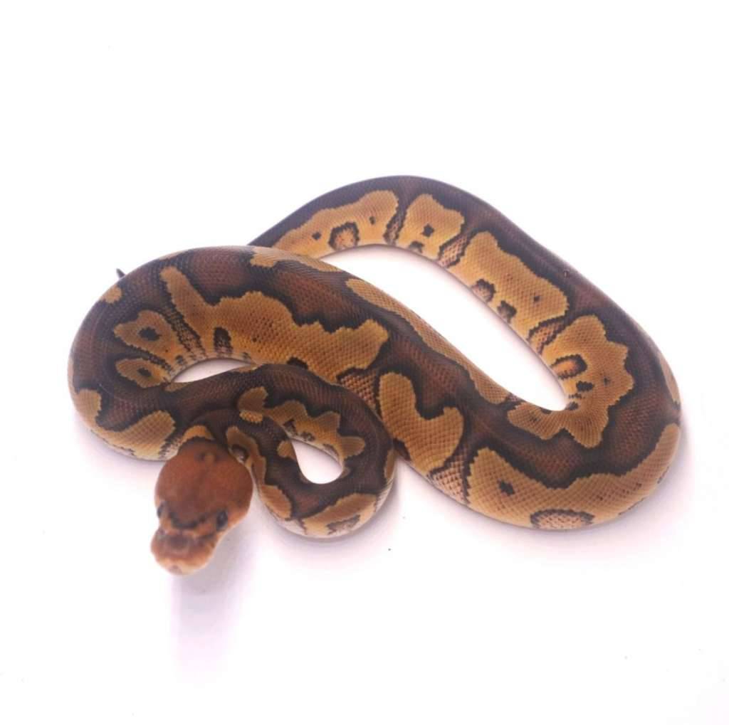 wookie-clown-8PDET6411Y