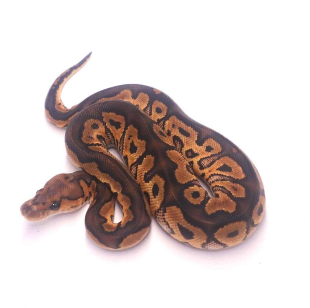 black-pastel-clown-X97OYRSPRT