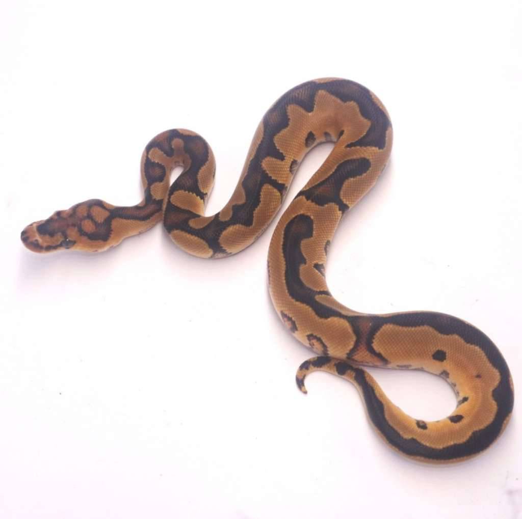 yellow-belly-clown-P3ZHYUCNDL