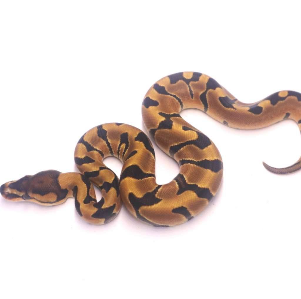 jaguar-orange-dream-het-clown-PLNKEPO9QX