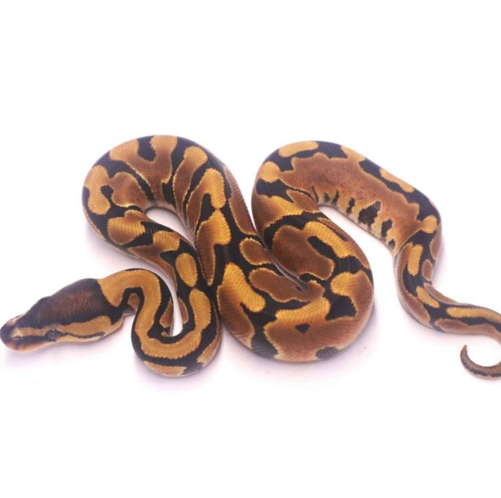 jaguar-yellow-belly-het-clown-GZ1YBIBVOZ