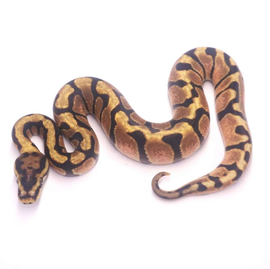 enchi-redstripe-het-desert-ghost-clown-IOQUD1OX8H