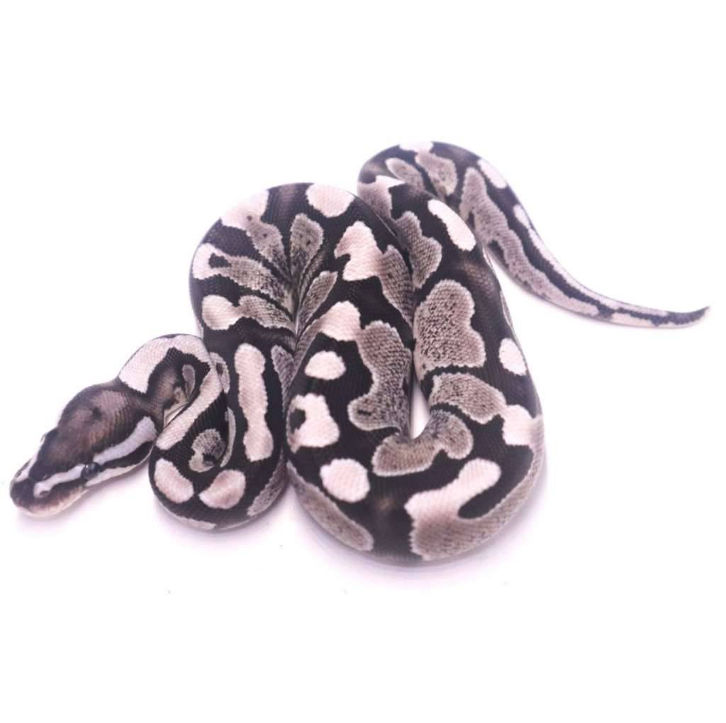 fire-axanthic-het-pied-VQHRN17QXB