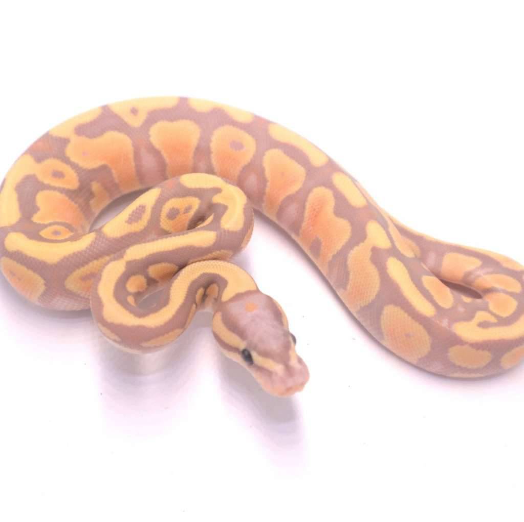 banana-orange-dream-het-clown-71WB4Y74XM