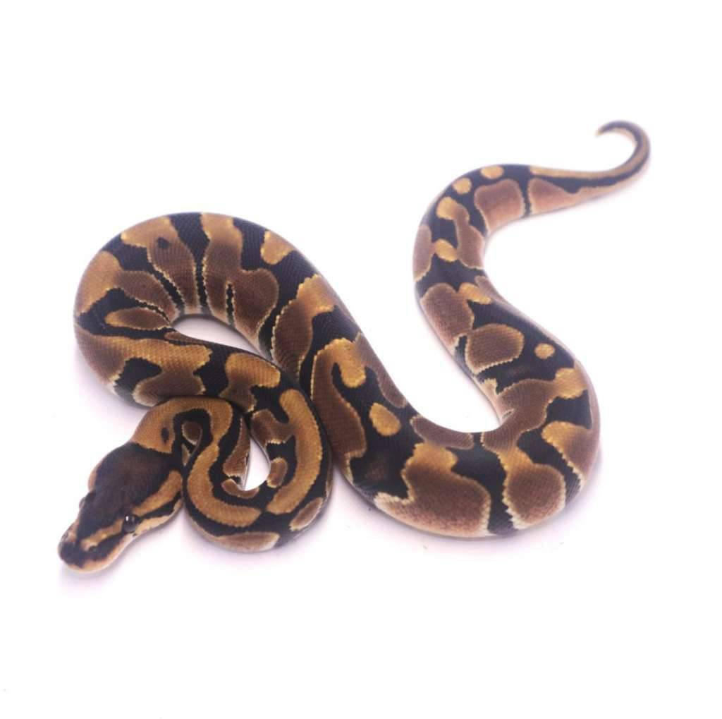 jaguar-het-clown-4O225E0WTL