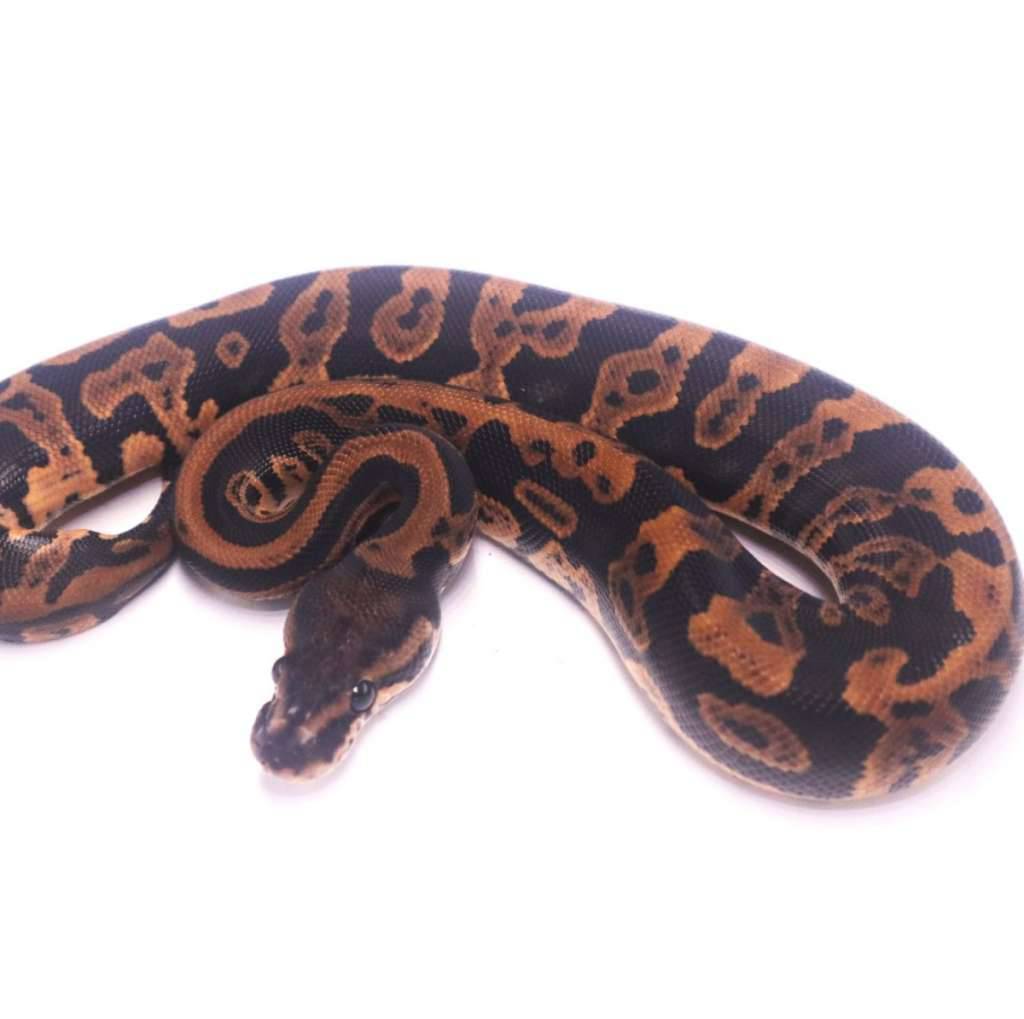 black-pastel-confusion-het-clown-poss-jaguar-C9MJ3DEGI2