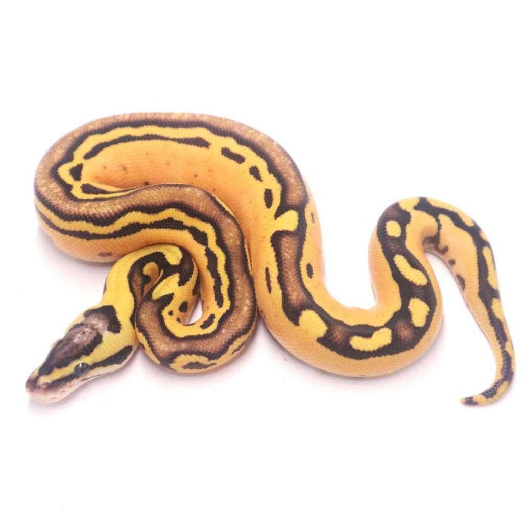 pastel-enchi-tristripe-RR19A1MDTG