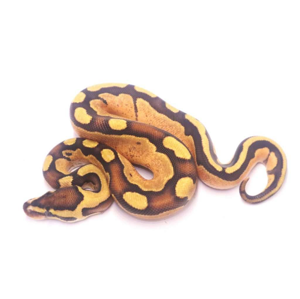 fire-super-enchi-tristripe-9NKFD82OM0