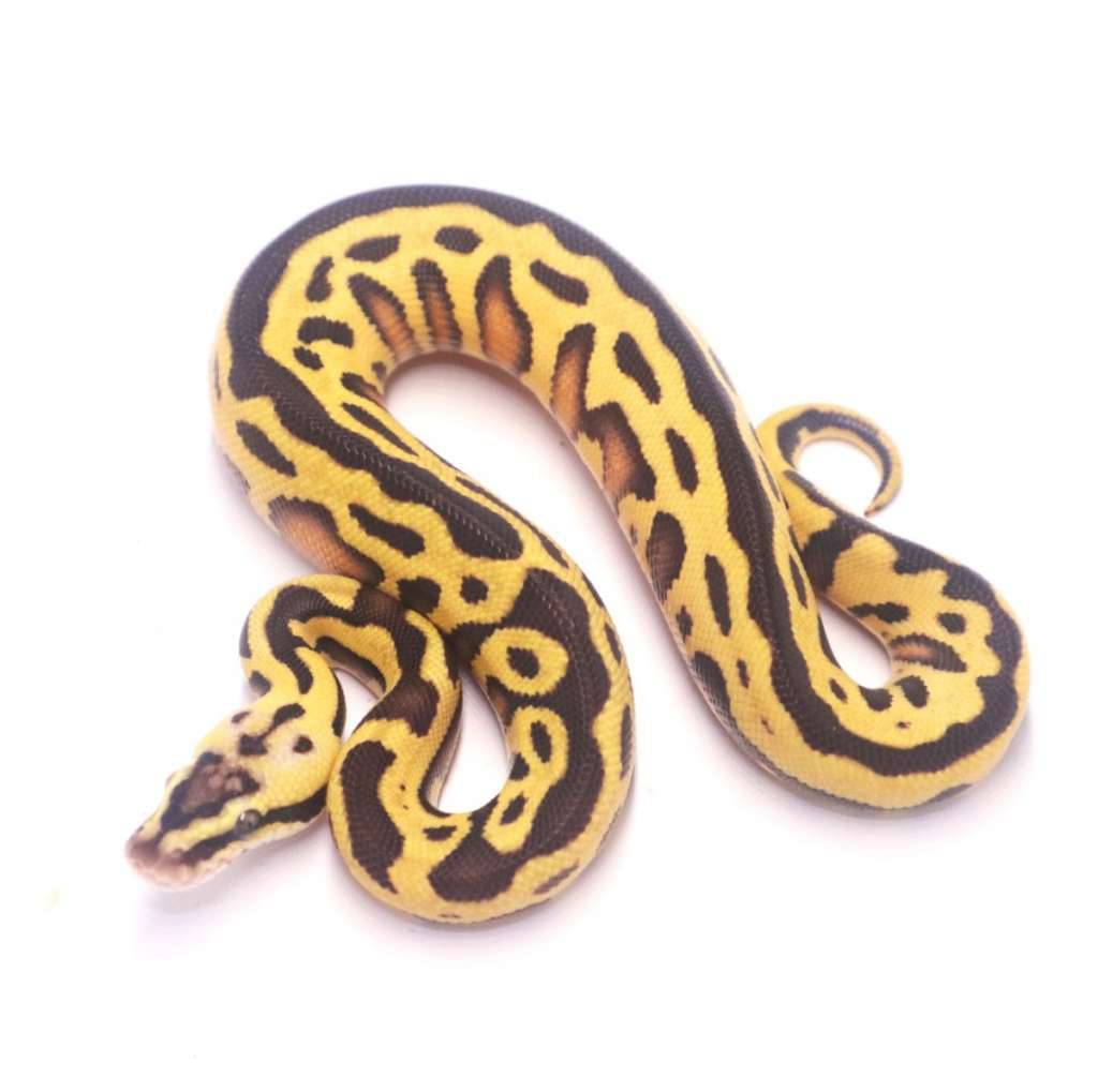 pastel-enchi-leopard-het-tristripe-QPI5RMPRGT