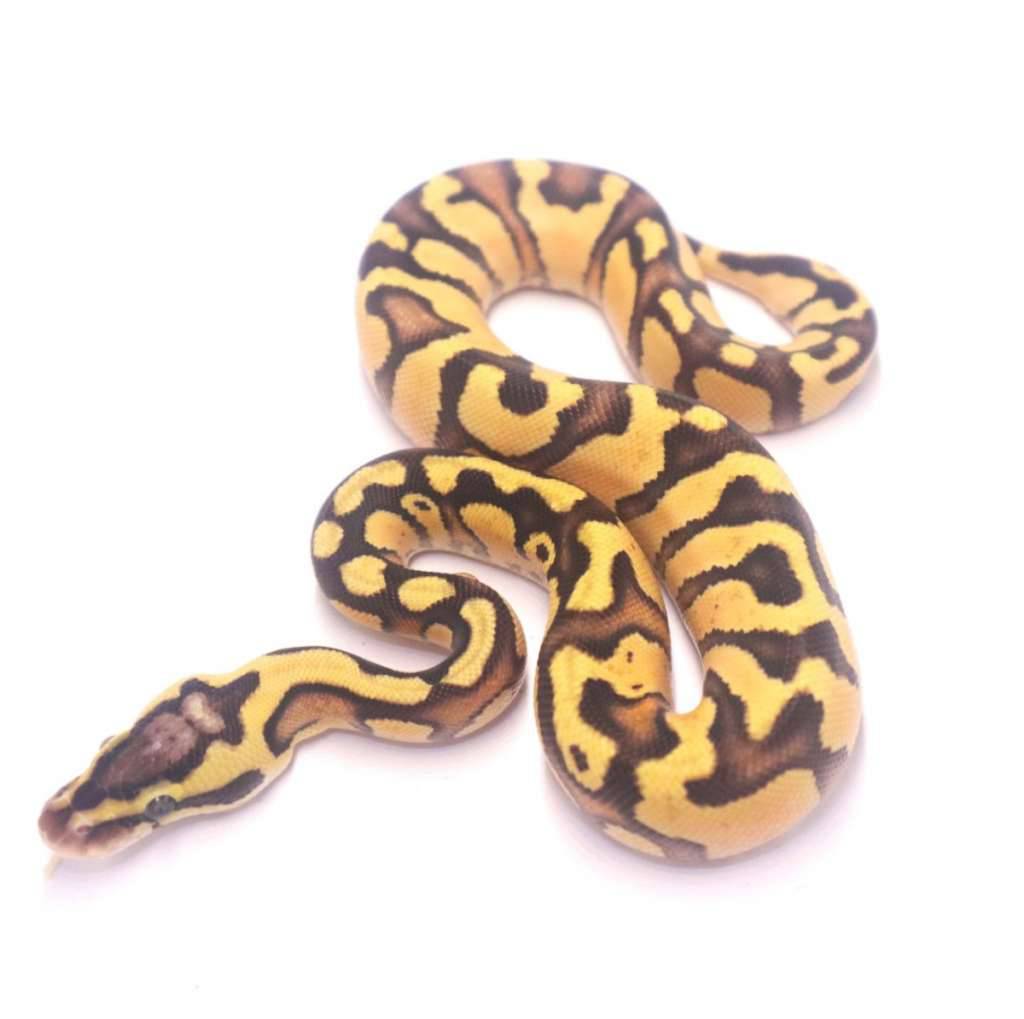 fire-pastel-enchi-het-tristripe-F2DW8V1X00
