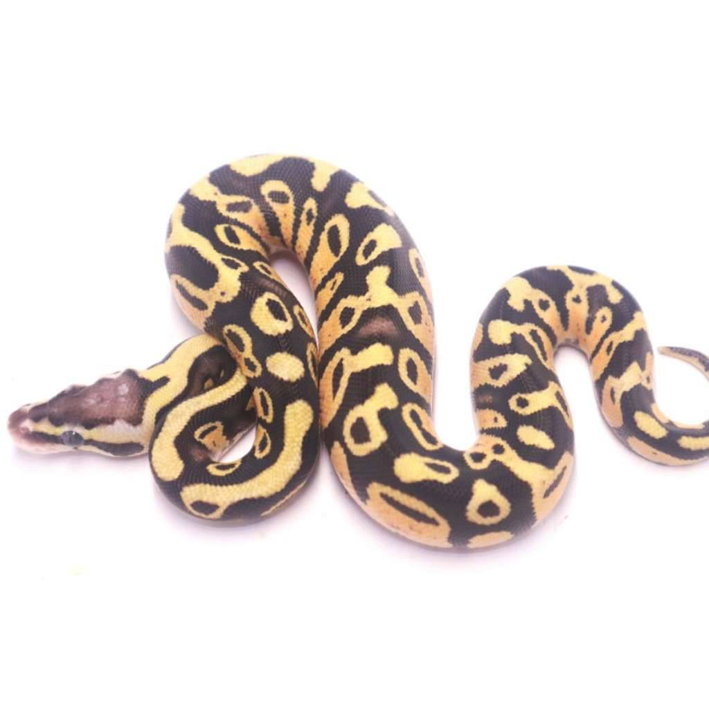 pastel-enchi-het-tristripe-KZQCVS3PLR