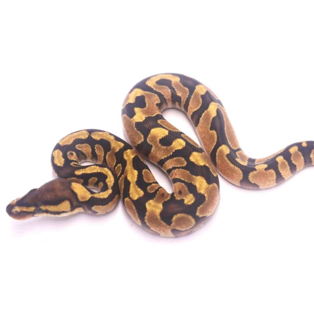 enchi-redstripe-yellow-belly-het-desert-ghost-clown-E83KLS7788