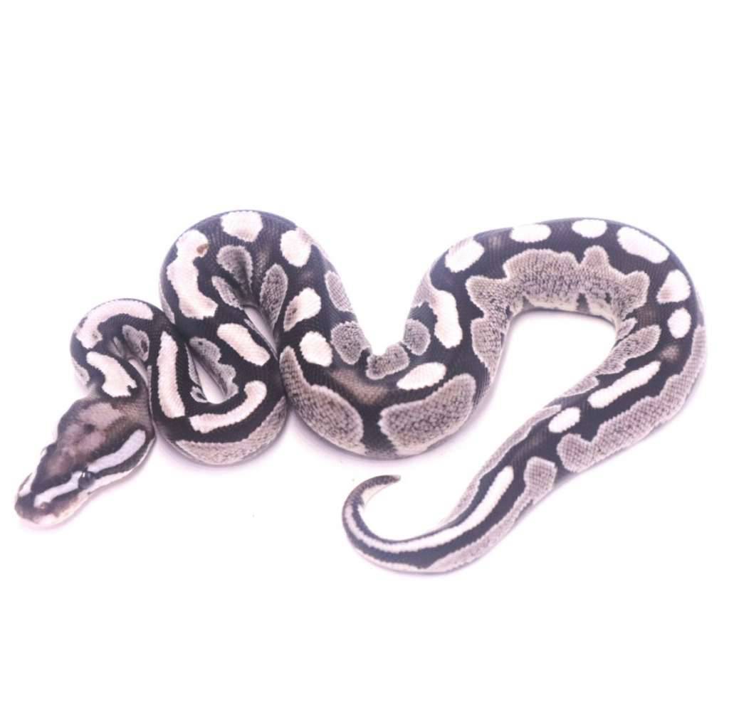 fire-axanthic-het-pied-TQ5XHHKMAA