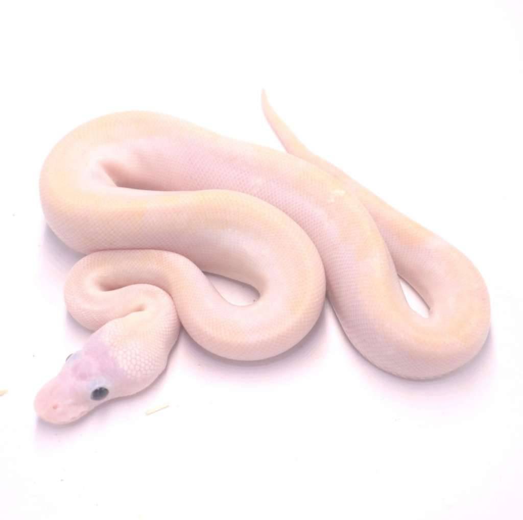 super-fire-het-tristripe-C8U3BD3ZWB