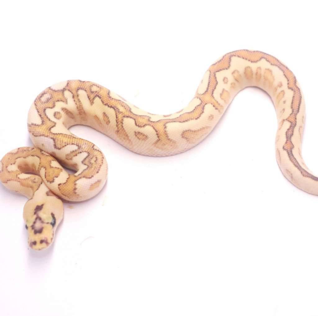 spotnose-fire-lesser-clown-I33YPI3HZ6