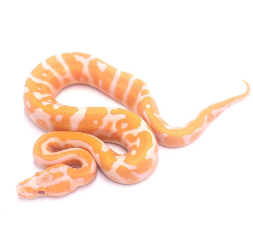 leopard-confusion-lavender-het-clown-20TASZAII3