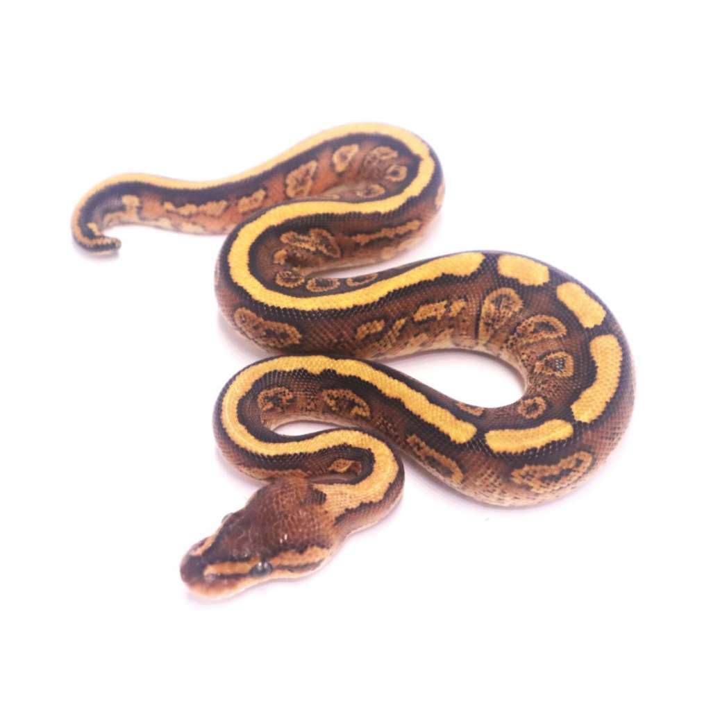 redstripe-cypress-het-clown-tail-kink-ZT8UZXB8ZE