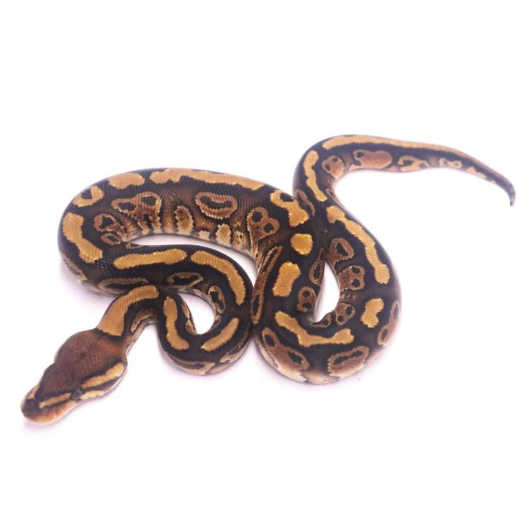 hurricane-redstripe-het-clown-KS8S8J6GEZ