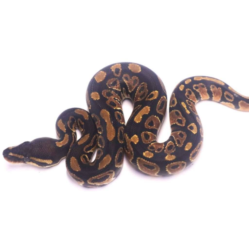 hurricane-het-clown-5RX0O6IJF6