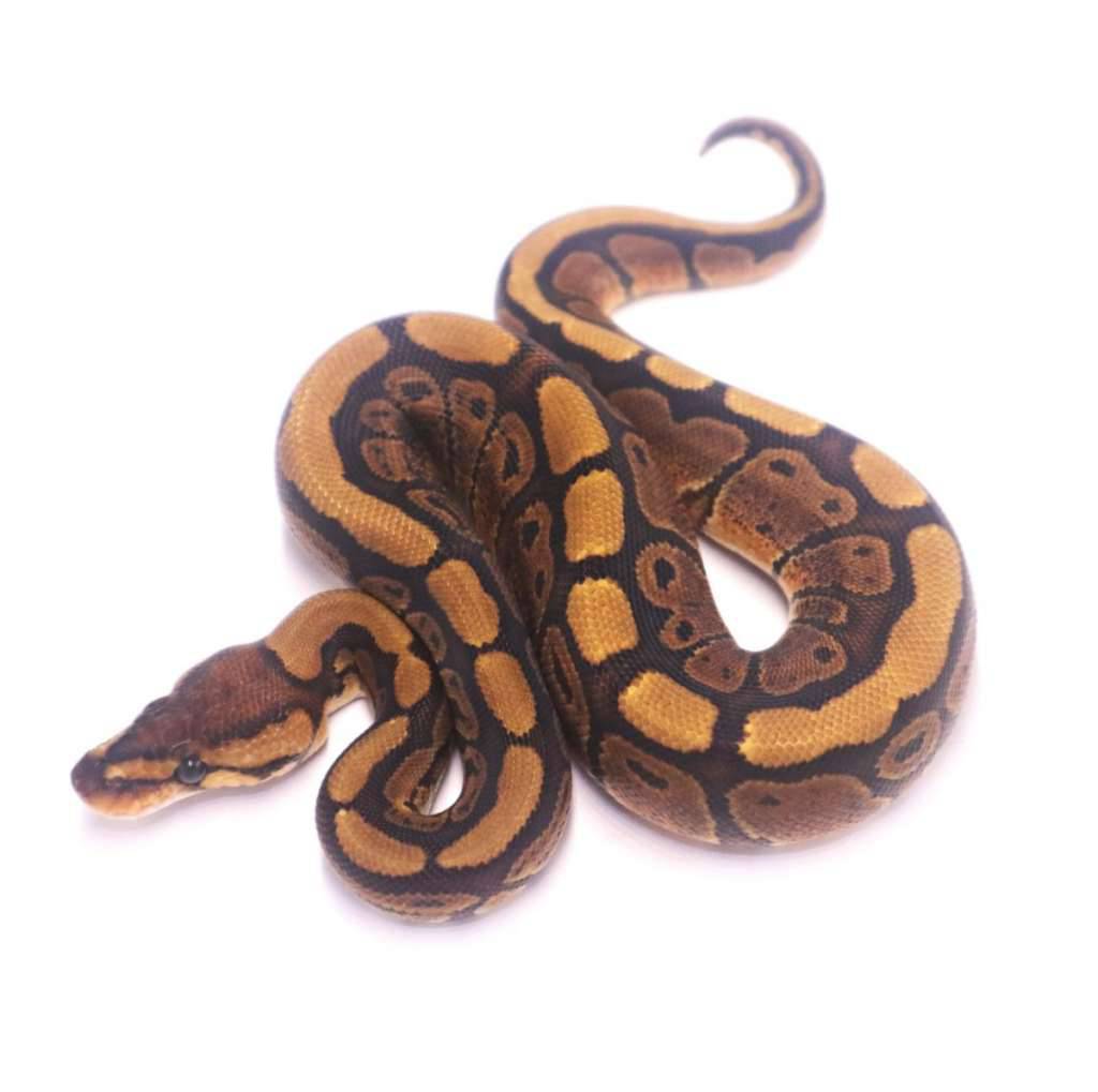 redstripe-het-clown-Z0158WUWI7