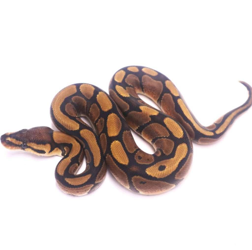 redstripe-het-clown-E2AL76N75Y