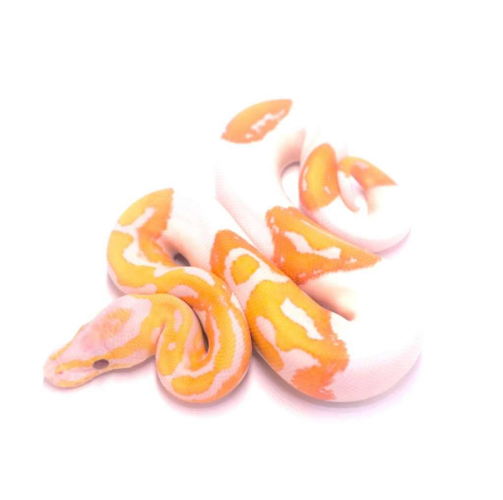 dreamsicle-NV8FJDOA4J