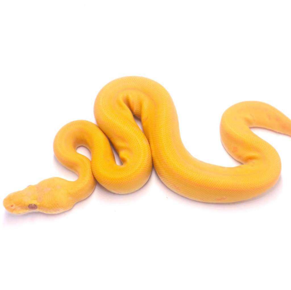 pinstripe-enchi-lavender-poss-het-pied-LQCXZU1K48