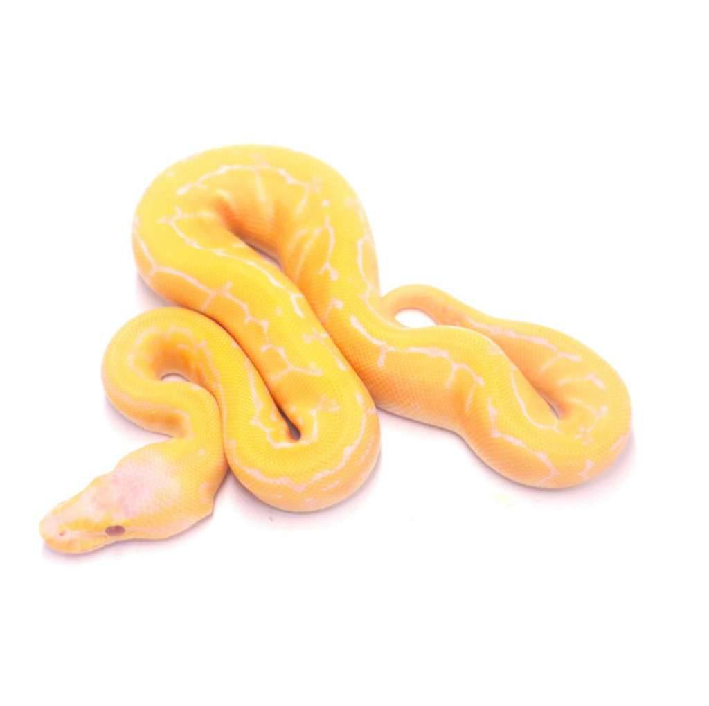 lemonblast-lavender-poss-het-pied-HMRQIBZUOR