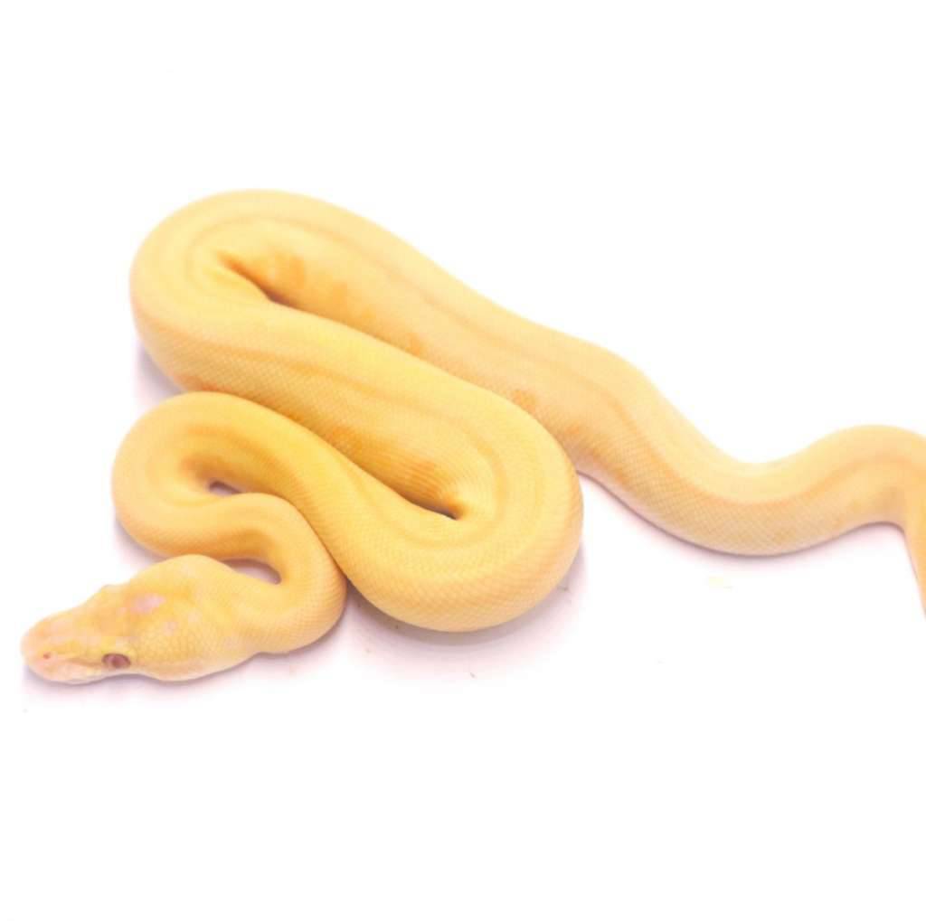 pinstripe-lesser-enchi-lavender-poss-het-pied-7NF7Z353R3