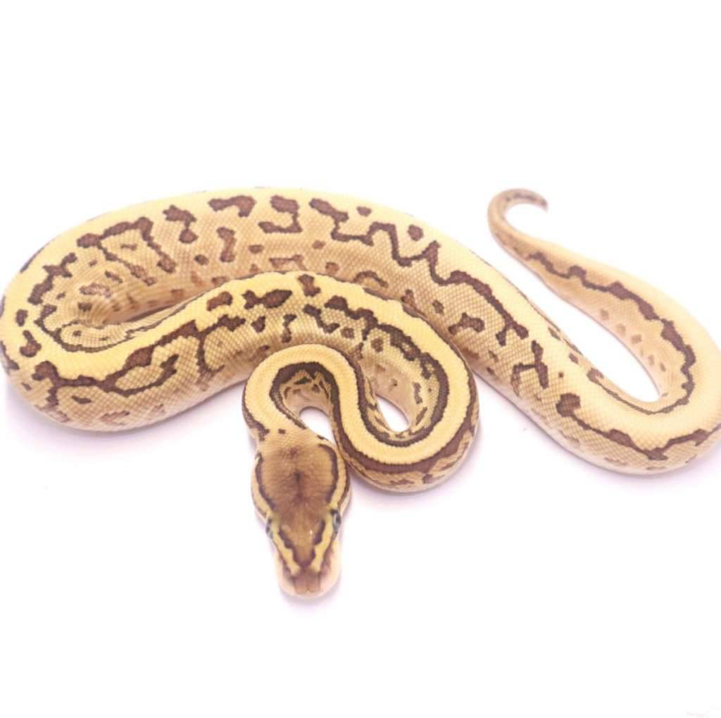 pinstripe-lesser-leopard-het-lavender-LR2LAO8MQ6