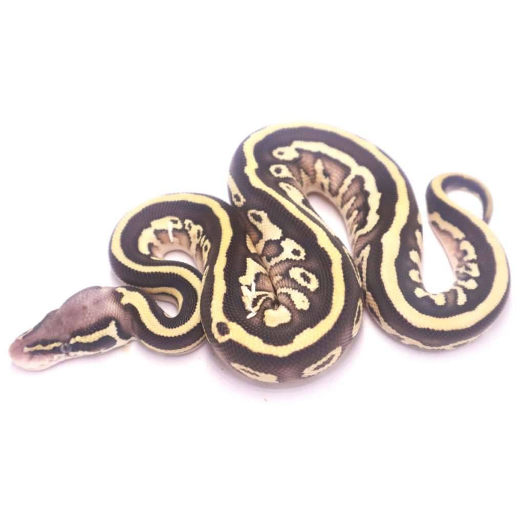 pastel-lesser-leopard-het-lavender-XMO7JVYWV3