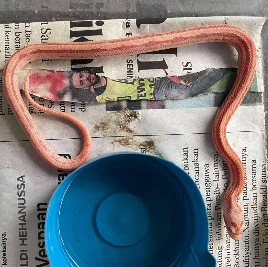 amel-stripe-1TWP7H6WAV