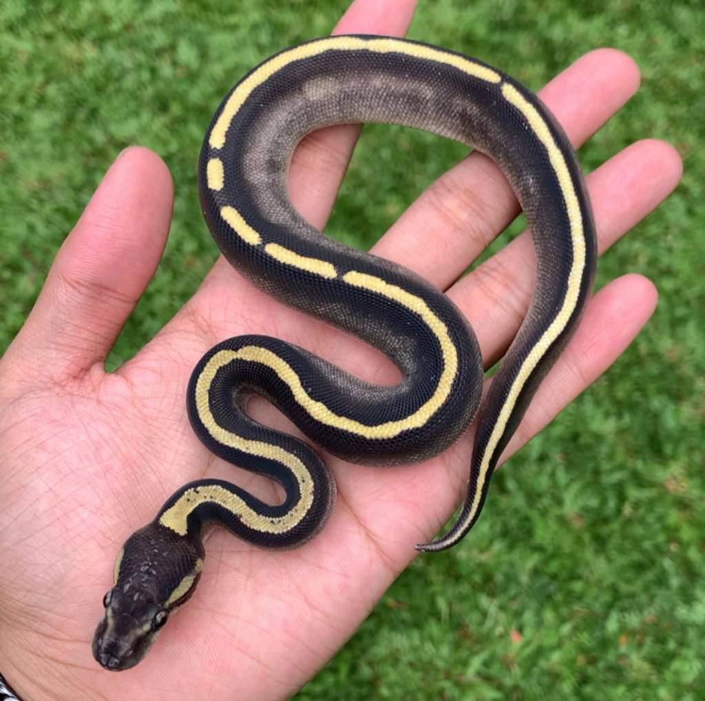 f-ghi-mojave-grade-bagus-C0CIE9PTYE