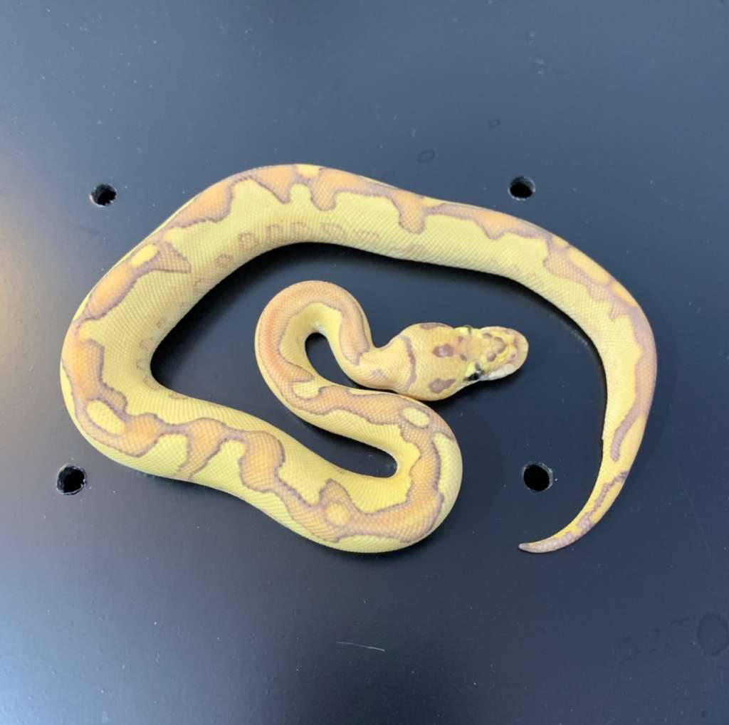 banana-yellowbelly-clown-DJGYY32320