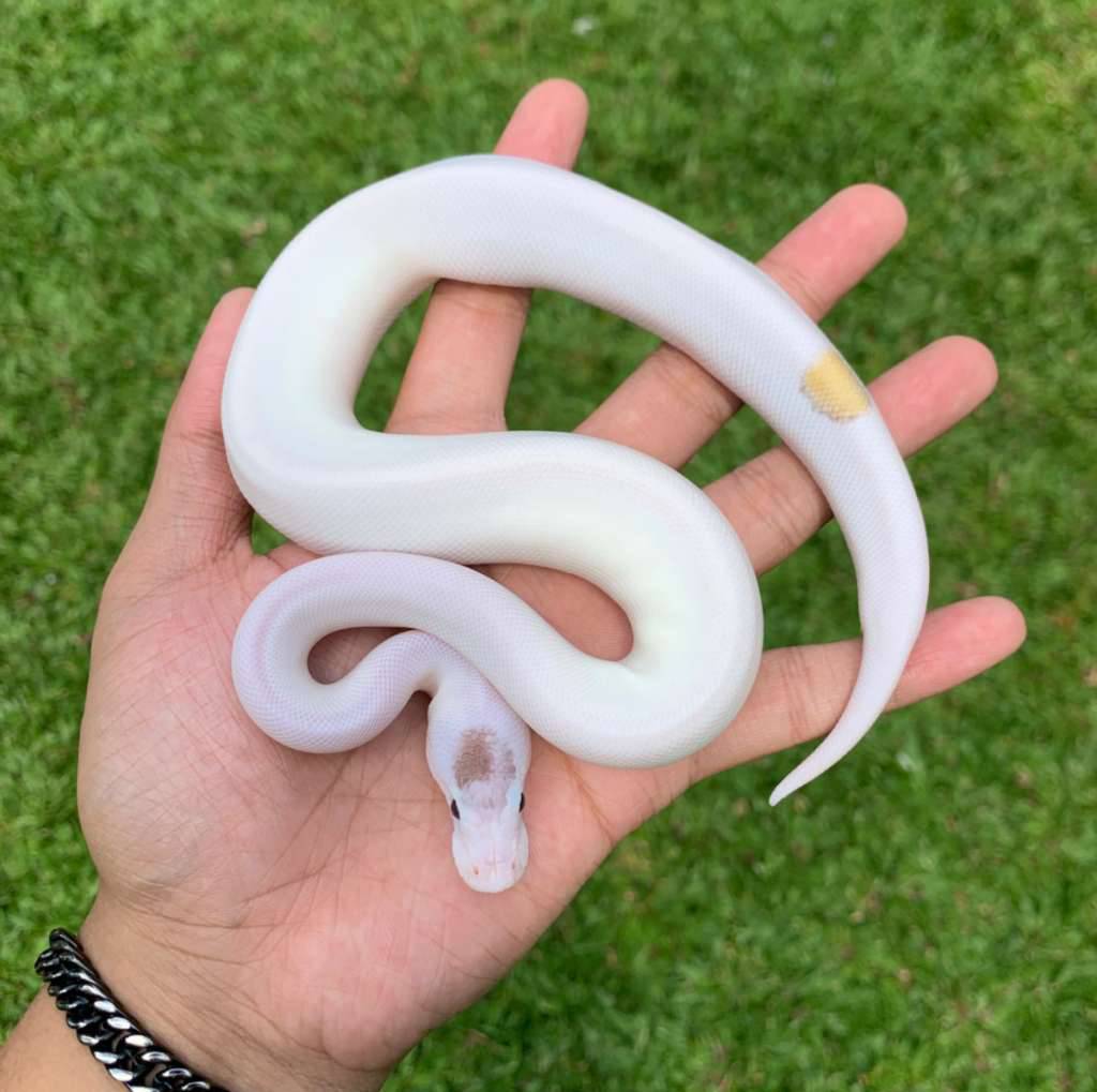 lesser-pied-het-lavender-66-ZH2DI39F2X